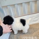 아기강아지 이미지