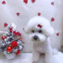 헤어 컹컹 이미지