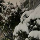 그린트리약국 이미지