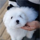 청주 강아지 분양 리몽드 퍼피 켄넬 | 청주 강아지 분양 리몽드 퍼피 켄넬 신뢰할 수 있는 곳에서 건강한 반려견 입양하는 방법과 주의사항