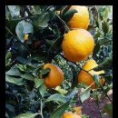 푸른농장2 이미지