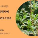 사자골천 네이버블로그