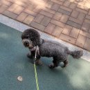 행복한개 이미지