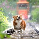 관양동물병원 이미지