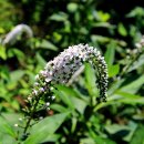 안산-대부-대부-4 이미지