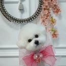 애견미용 나나엄마 이미지