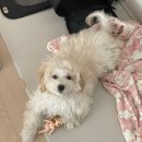 우신펫샵 이미지