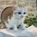 야옹하다 이미지