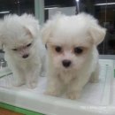 로얄벳 동물병원 이미지