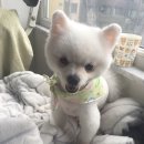 와니펫싸롱 이미지