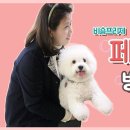 [채널H] 비숑프리제 페퍼 임신?! 병원에 가다! 조회수 3.5천회 5년 전 이미지