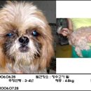 시츄언니 이미지