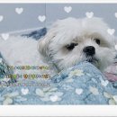 24시 더블유 동물의료센터 이미지