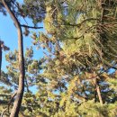 낙조 | 경기 화성, 궁평 해송 군락지 낙조 후기