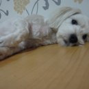 한나동물병원 이미지