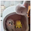 퍼피애견샵 이미지