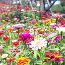 진교 메타세쿼이아길 이미지