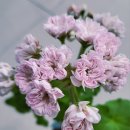 잠자는 숲속의 공주 이미지