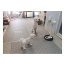 아지다펫 이미지