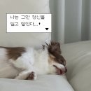 오댕이네 애견미용(가곡리점) | [공지] 강아지 사회성 키우기, 남양주 마석 애견유치원 등록 후기🐾