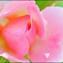 꽃들처럼 이미지