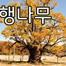 두곡리 은행나무 이미지