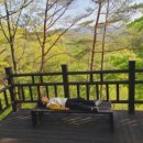 호호아이 이미지