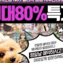 블리독인천부평점강아지분양 말티푸 미니비숑프리제 포메입양 이미지