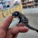 로던트 클럽 이미지