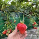 미당농장 | 윤만두 ✔️ pick 제천 미당베리팜 딸기 따기 체험 하고왔어요 (딸기체험 가격,시설,주차 정보 공유)