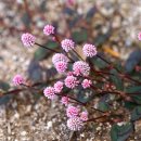 메밀여뀌 Persicaria capitata (Buch.–Ham. ex D. Don) H. Gross 이미지