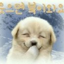 용인대 동양합기도 이미지