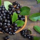 아로니아 이미지