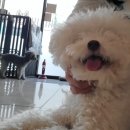 욜로오개 이미지