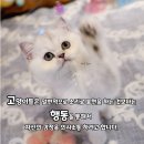 천안고양이 분양 냥블리 이미지