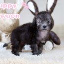 퍼피로운 이미지