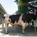 주작축산 이미지