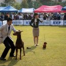 쿠어츠바인에 이미지