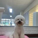 스프링댕댕 이미지