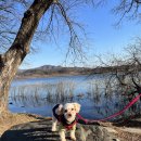 우리밀 만두찐빵 이미지