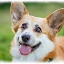 컴투펫 위탁보호센터 서울점 이미지