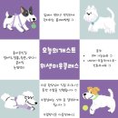 오늘의개스트 | 대전서구애견미용 반려견 홈케어클래스 원데이클래스 오늘의개스트 첫 수강