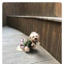 아진동물병원 네이버블로그