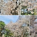 (산책 )수양벚꽃 현충원 둘레길 4월3일 (금)7호선 숭실대역 4번출구 (안) 오후 2시 이미지
