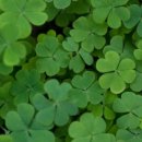 네잎클로버 이미지