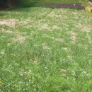 들꽃향기오두막 이미지