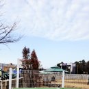 제주애견카페 초록동산 이미지