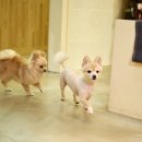 퍼피쿠키 이미지