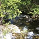 서산트레킹클럽, 7월 7일(일) 강릉 &#39;대관령 옛길&#39;...숲길 걷기 이미지