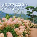 더 마켓 | 가을 수국 축제 추천 구월의 유럽 수국, 9월 10월 서울 근교 여행 경기도 안성 꽃 구경 명소 가볼만한 곳